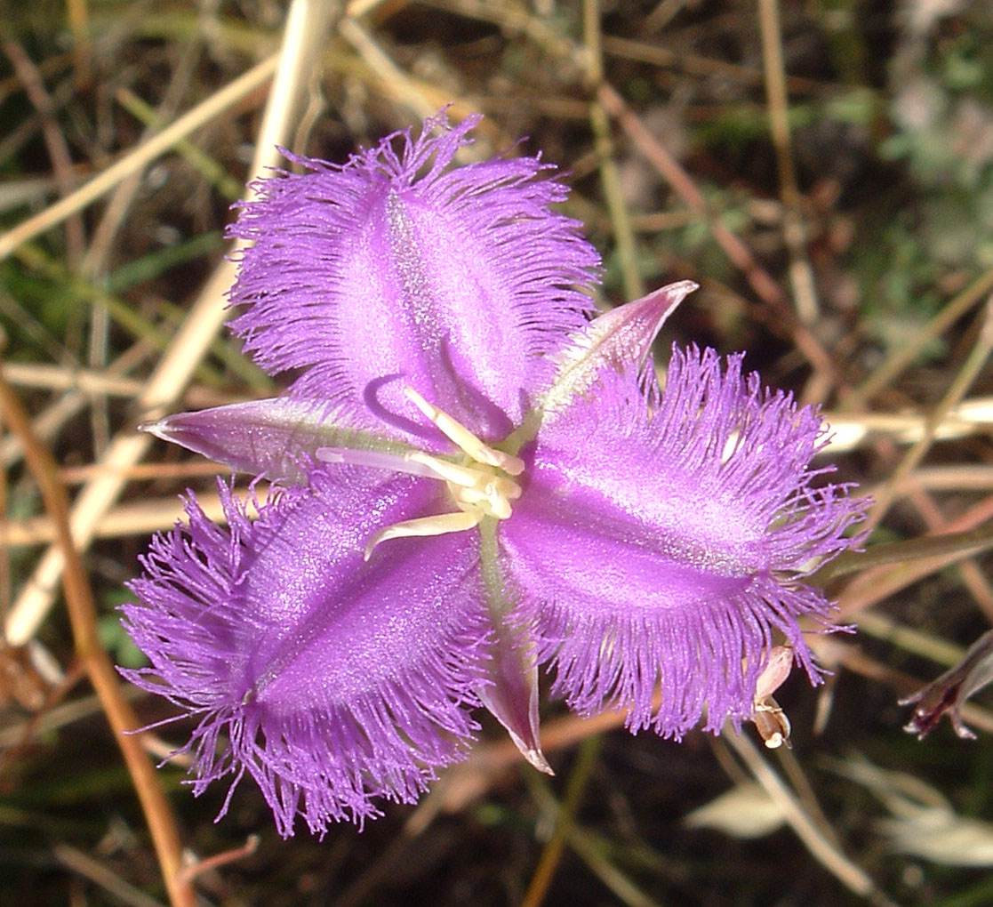 Common Fringe Lily (Thysanotus tuberosus)(01)
